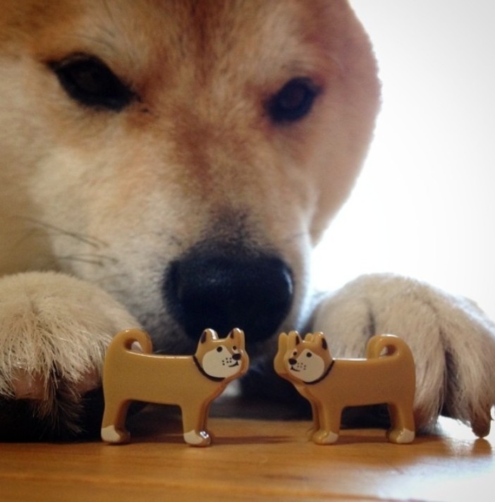 Create meme: Shiba inu bites, dog bites, meme dog bites