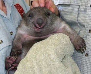Create meme: wombat funny, wombats