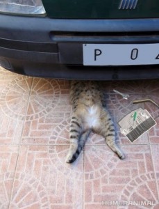 Создать мем: кот механик, смешные приколы с котами, кот ремонтирует машину