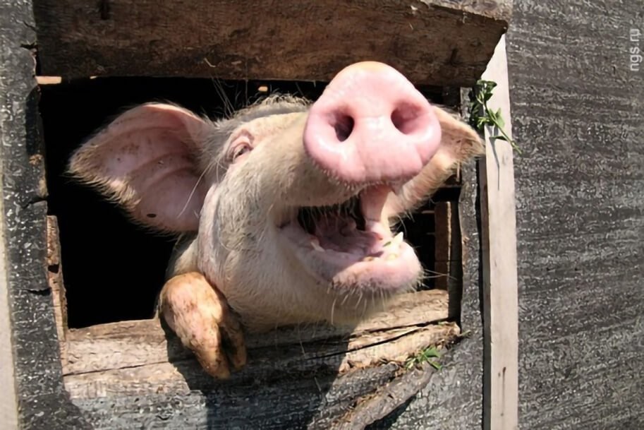 Create meme: pig boar, pig with fangs, pig 