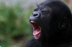 Create meme: funny animals, yawn, gorilla