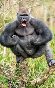 Создать мем: веселая горилла, альфа самец гориллы, горилла