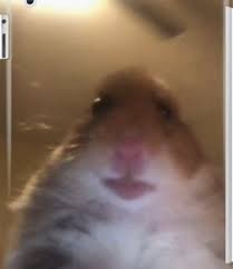 Create meme: hamsters meme, meme hamster looking at the camera, hamster 