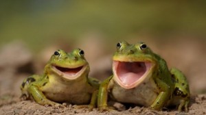 Create meme: cute animals, blue frog, amphibians