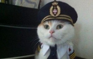 Создать мем: Капитан кот