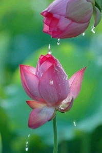 Create meme: lotus flower farm, lotus bud, photostock flowers Lotus