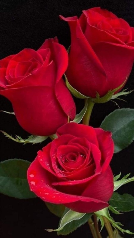 Создать мем: цветы красные, роза агава красная, красивые розы