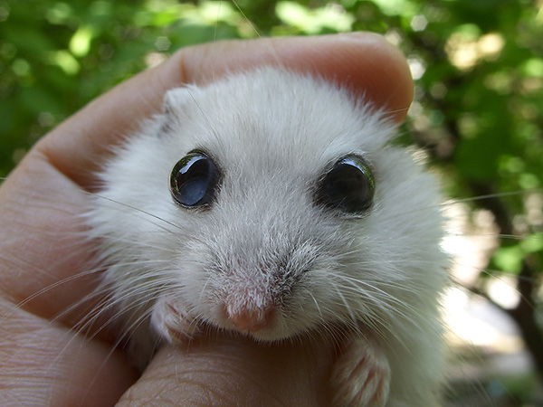 Create meme: white hamster, dzungarian hamster homa, white hamster