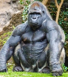 Create meme: gorilla male