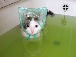 Создать мем: кошка в шапочке для душа в ванной, кошки, котик в ванной