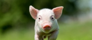 Создать мем: маленькая свинья, свинья на траве, поросенок