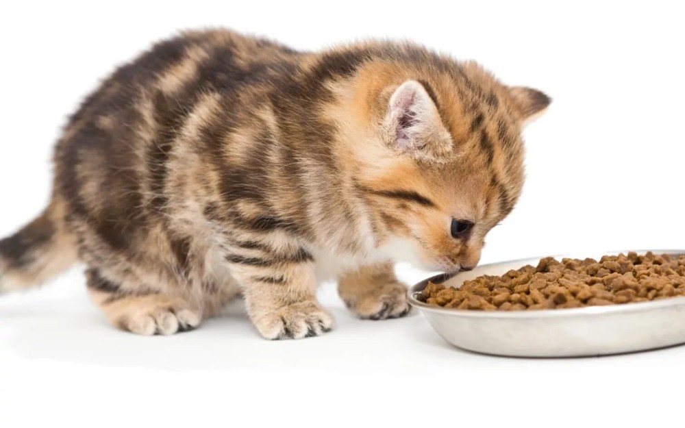 Create meme: food for kittens, The kitten is eating, stock kittens