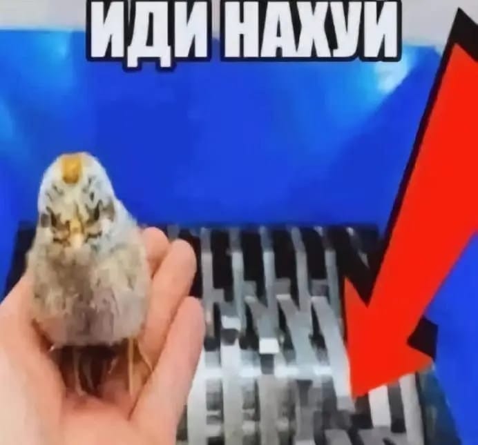 Create meme: quail meme, you said 3600 and he demands 5600, owl meme 