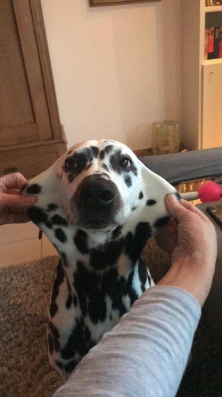 Create meme: Dalmatian, Dalmatian puppies, dog breed dalmatian