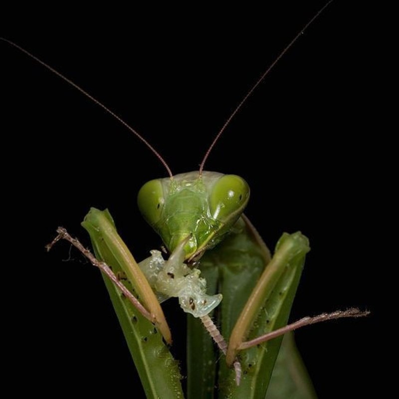 Создать мем: praying mantis, богомол обыкновенный, насекомое богомол
