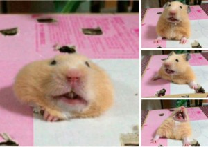 Create meme: Guinea pig, settings section., when