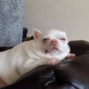 Создать мем: французский бульдог бело палевый окрас, сонная собака, сонный мем