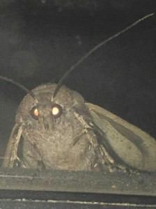 Create meme: mol, meme moth, moth meme