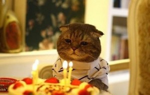 Создать мем: грустный праздник, грустный кот день рождения, Кошка