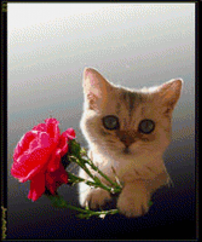 Create meme: kitten with a rose, cat with flowers , a cat with a rose in its teeth