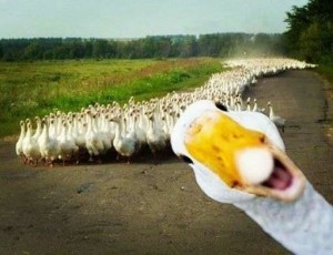 Create meme: anatidaephobia, geese, cool goose