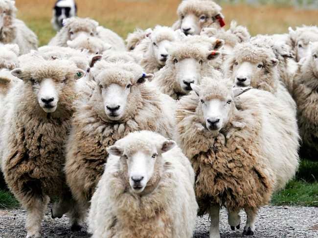 Создать мем: виды овец, ромни марш порода овец, стадо овец