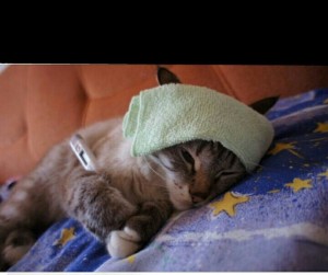 Create meme: katamatite, photo kittens under a blanket of cold, kitty is sick photo