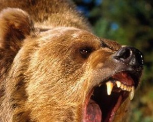 Создать мем: медведь оскал, американский медведь гризли нападения, медведь гризли злой