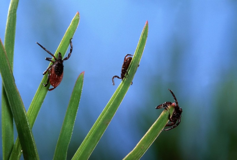 Create meme: mite, ticks in the grass, danger of ticks