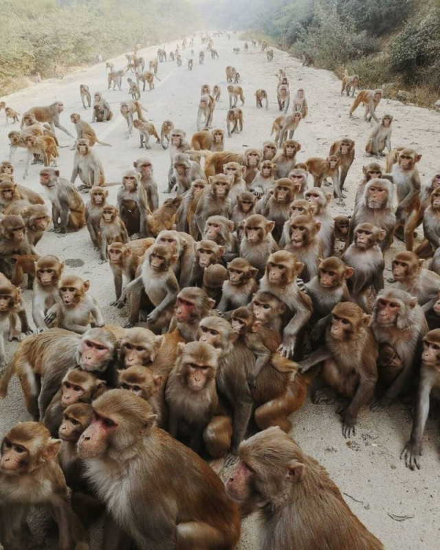 Создать мем: обезьяна, обезьяны в индии, обезьяны стая