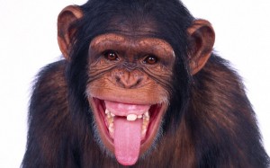 Create meme: monkey, smile monkey, the monkey is smiling