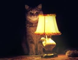 Создать мем: настало время ох ительных историй, юю у лампы кошка, ламповый кот