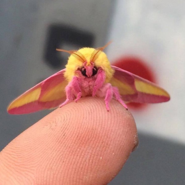 Create meme: moths, pink maple moth, maple butterfly dryocampa rubicunda