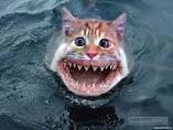 Create meme: Shark-cat 