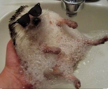 Create meme: the hedgehog is funny, the hedgehog is bathed, Hedgehog in the shower