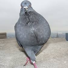 Create meme: pigeons funny pictures, pigeon funny photo, purple dove