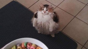 Create meme: Cat, bröther may i have some loops, loops cat