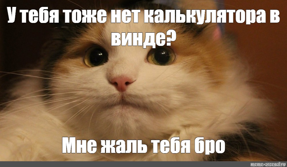 Мем кот можно. Коты мемы. Кот Мем. Мем котейка. Старые мемы с котами.
