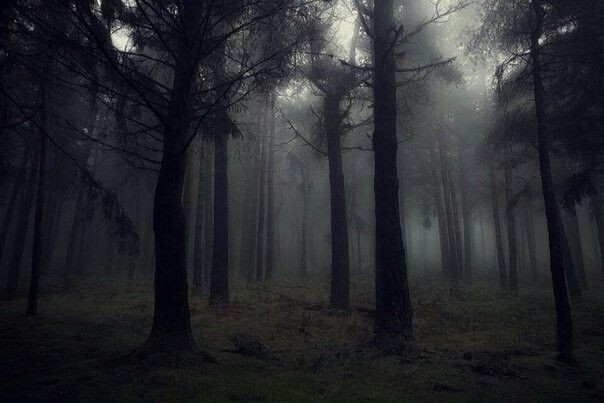 Create meme: fog in the forest, dark forest, forest 