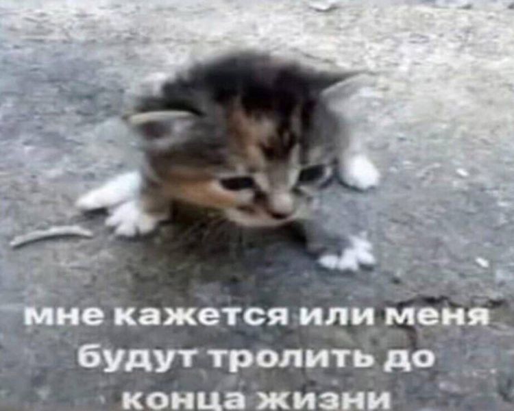 Создать мем: бедные котята, бездомные котята, брошенный котенок