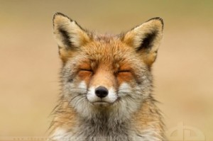 Create meme: animals, happy fox, fox