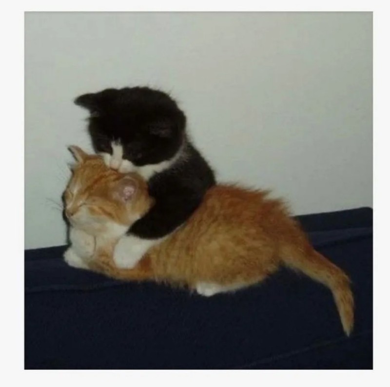 Создать мем: кошка животное, обнимающиеся коты, кошки обнимашки