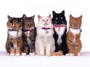 Создать мем: cat breeds, разные породы кошек, cat