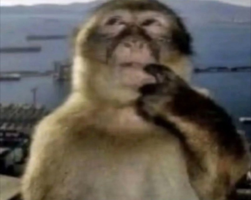 Создать мем: обезьянки, обезьяна умная, фотография обезьяны