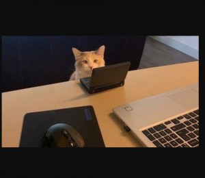 Создать мем: кот, кот на работе, кот с ноутбуком