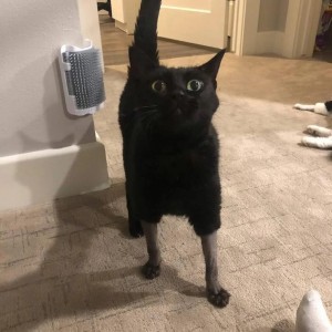 Создать мем: побритый кот, черный кот мем, черный котенок