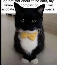Create meme: cat cat, tuxedo cat , silly cat 