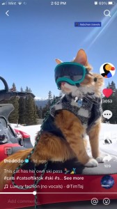 Создать мем: кошка снег, кот сноубордист, cat