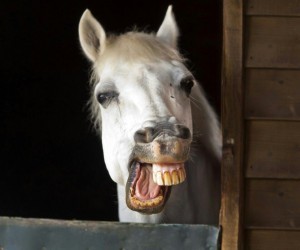 Create meme: the horse smiles, the teeth of the horse