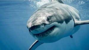 Create meme: the shark eater, great white shark, shark